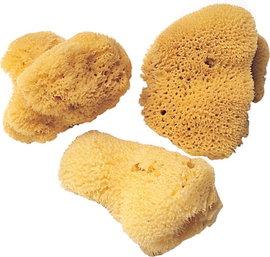 Schwämmchen feinporig Schwämmchen feinporig